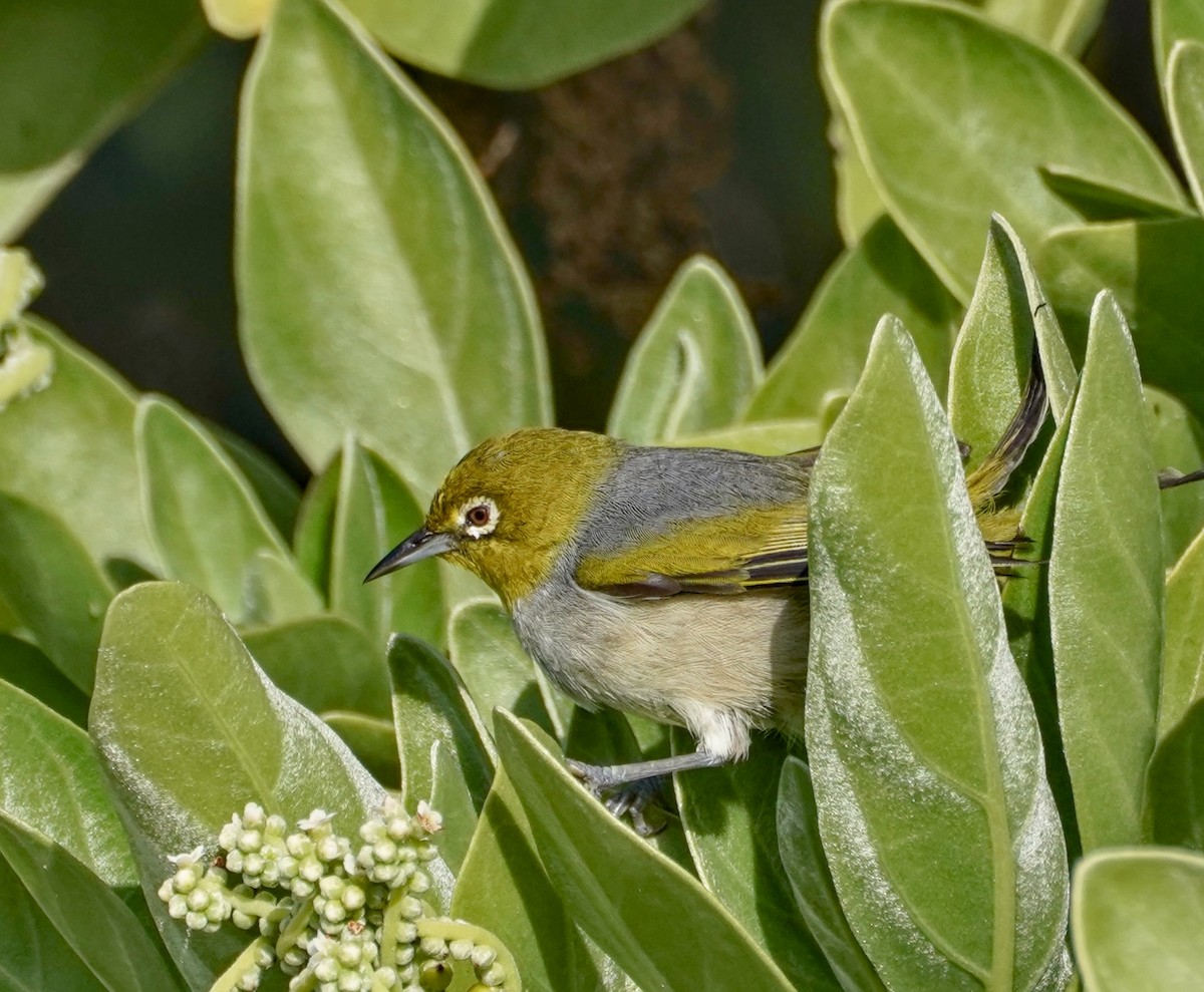 Zostérops à dos gris - ML622058520