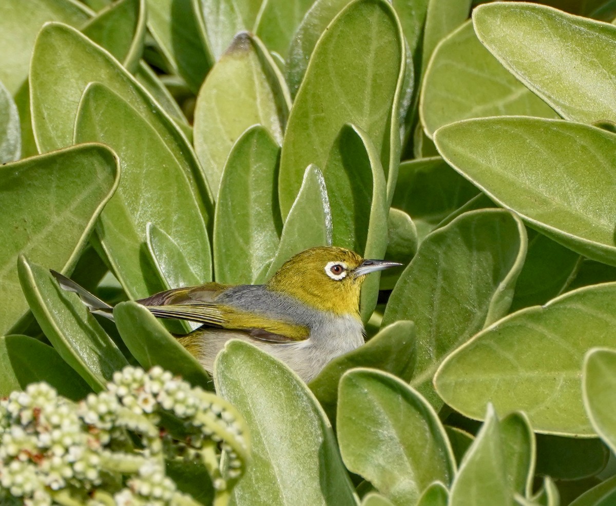 Zostérops à dos gris - ML622058521