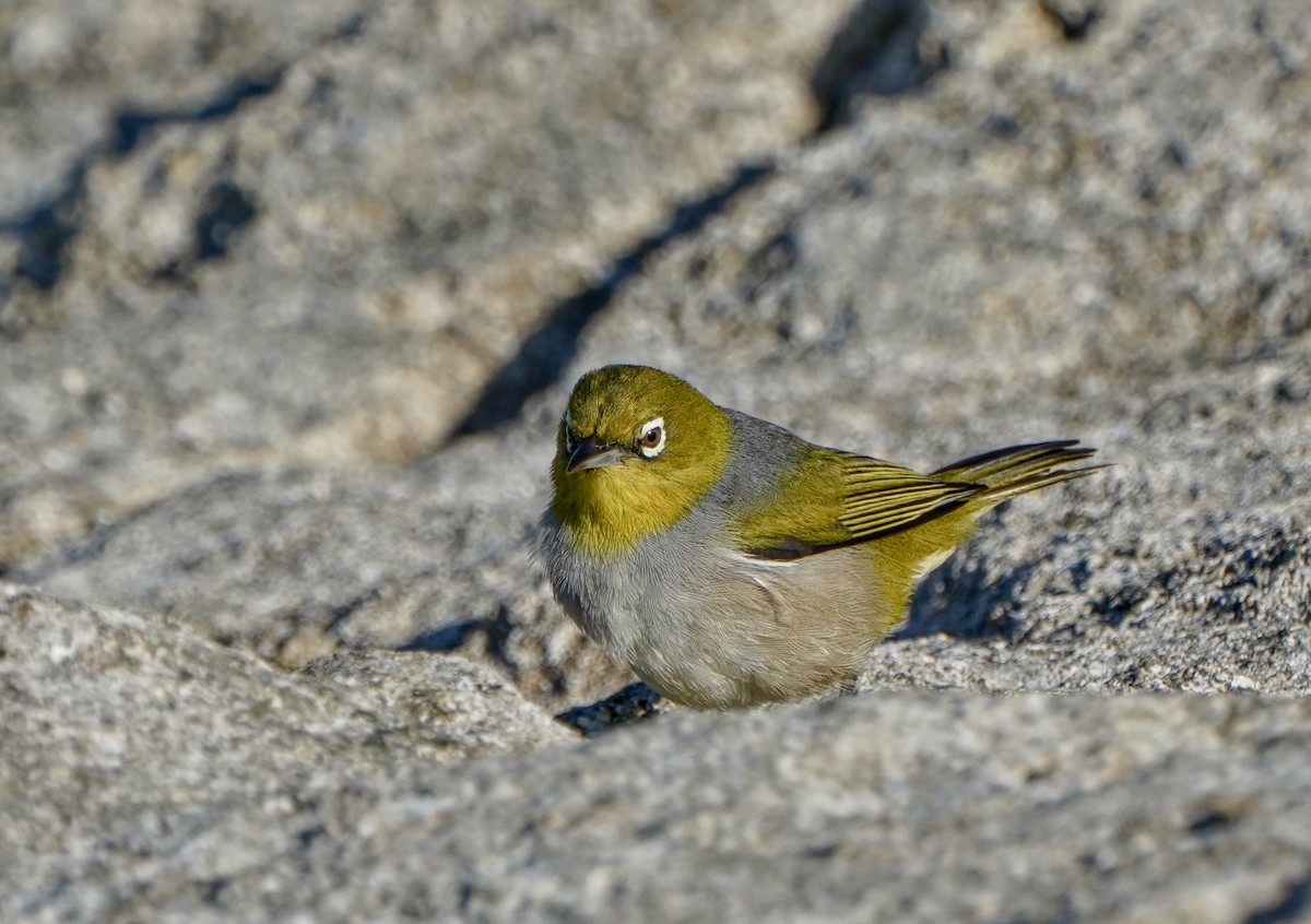 Zostérops à dos gris - ML622058522