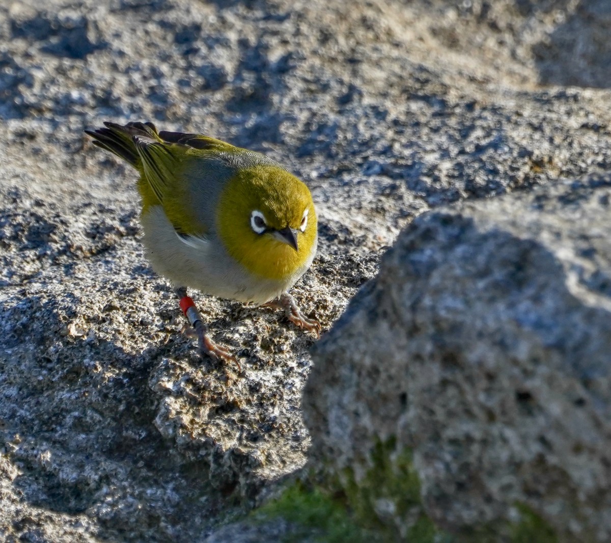 Silvereye - ML622058523