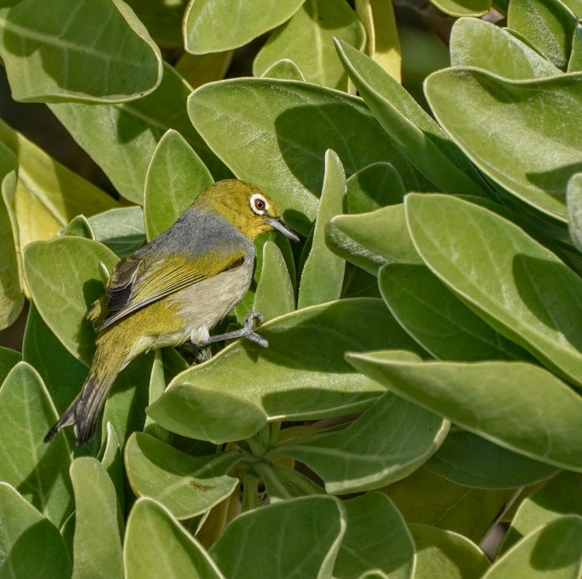 Zostérops à dos gris - ML622058524