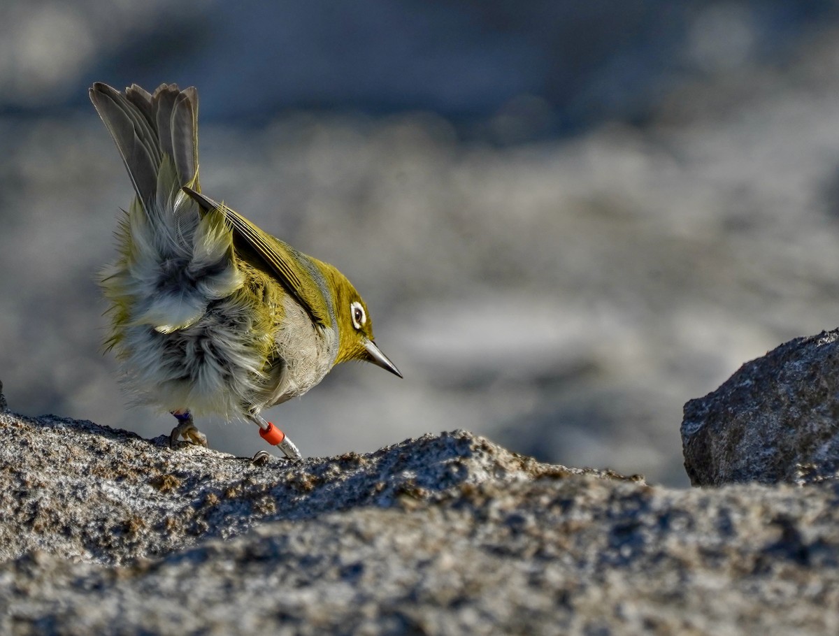 Silvereye - ML622058525