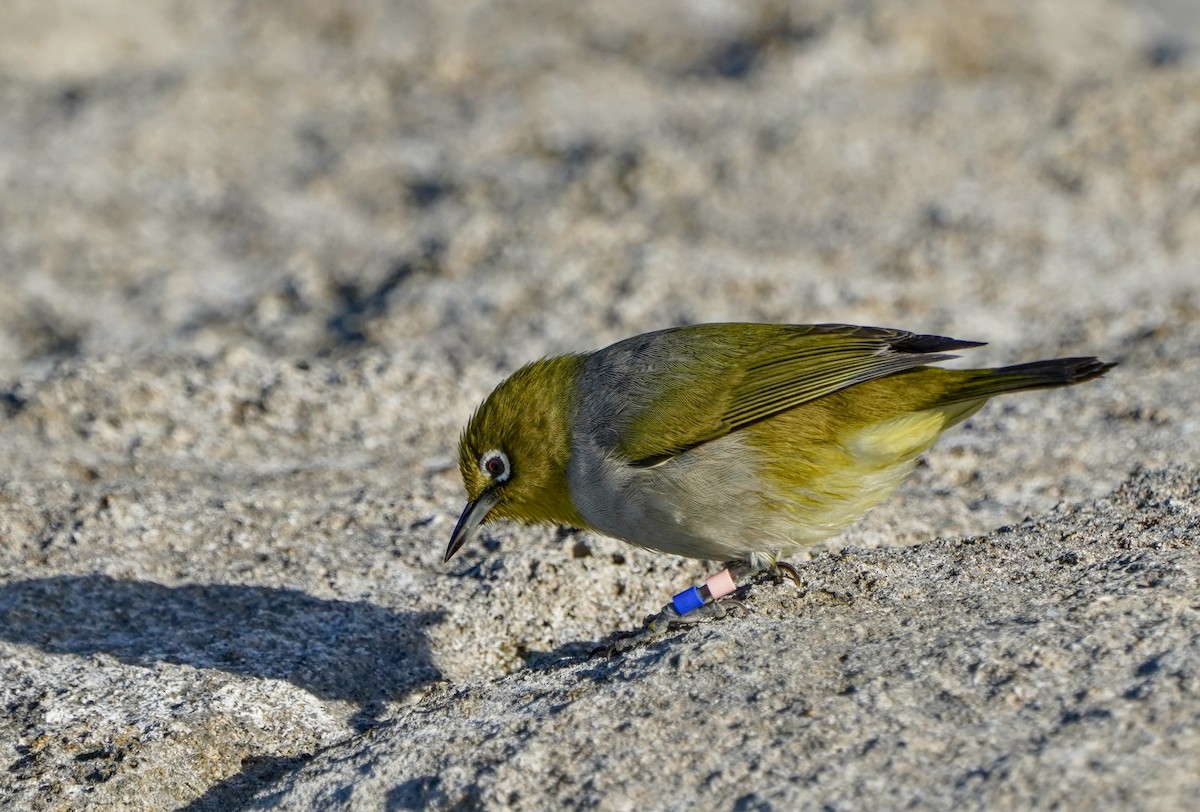 Zostérops à dos gris - ML622058526