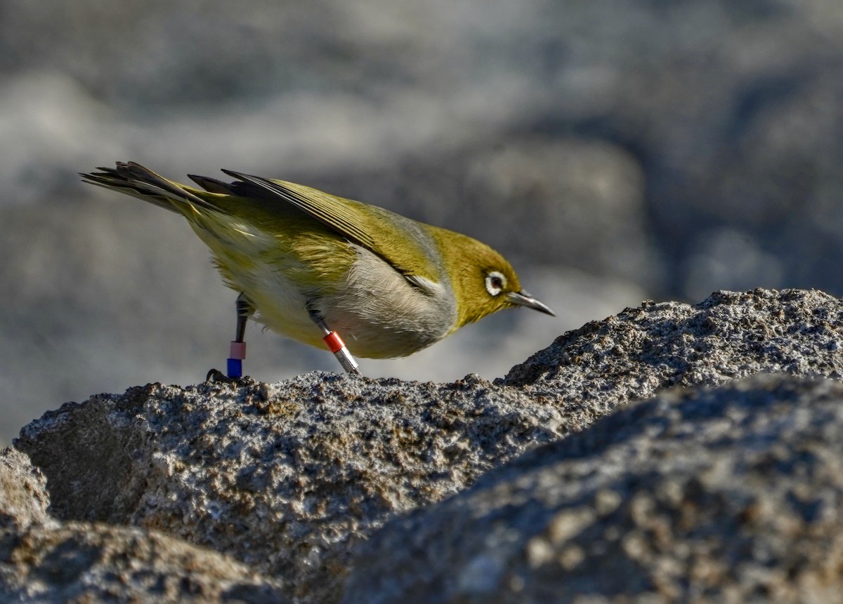 Silvereye - ML622058527