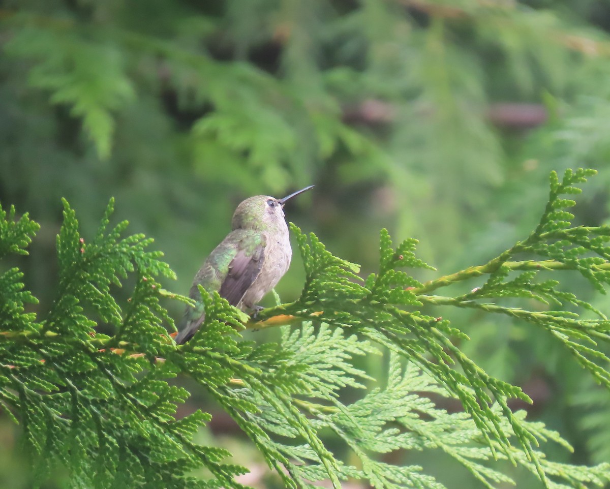 Anna's Hummingbird - ML622058531