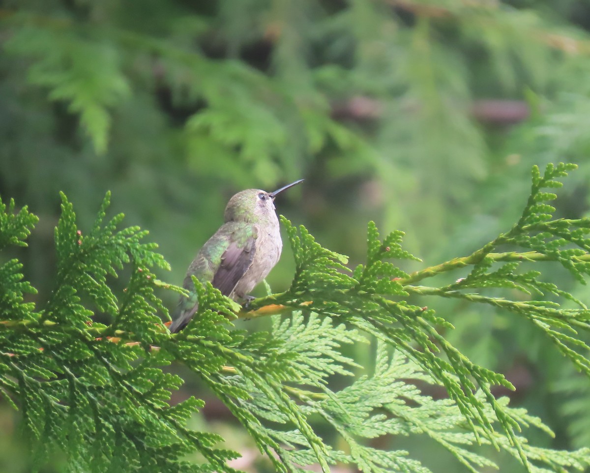 rødmaskekolibri - ML622058531