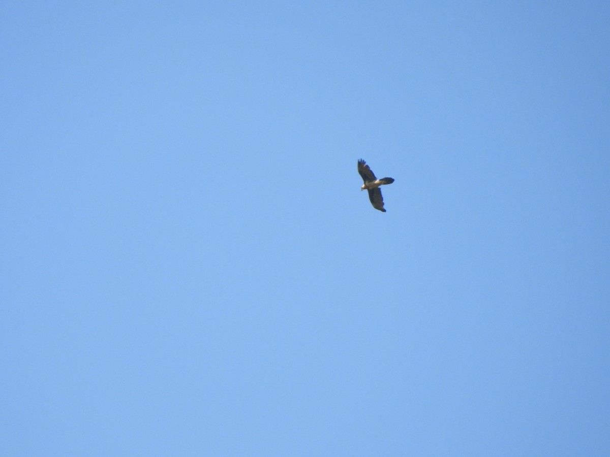 Bearded Vulture - Jürg Berweger-Kuhn