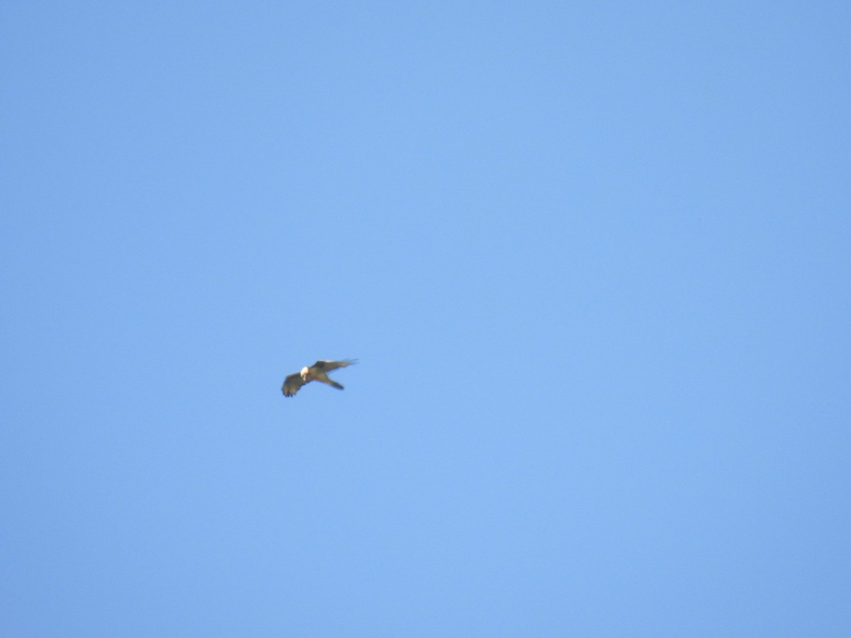 Bearded Vulture - Jürg Berweger-Kuhn