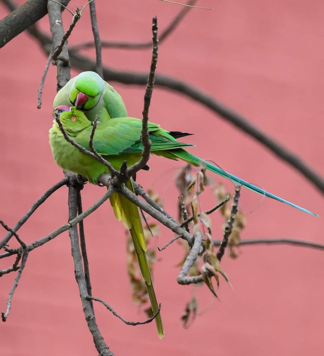 Rose-ringed Parakeet - ML622058539