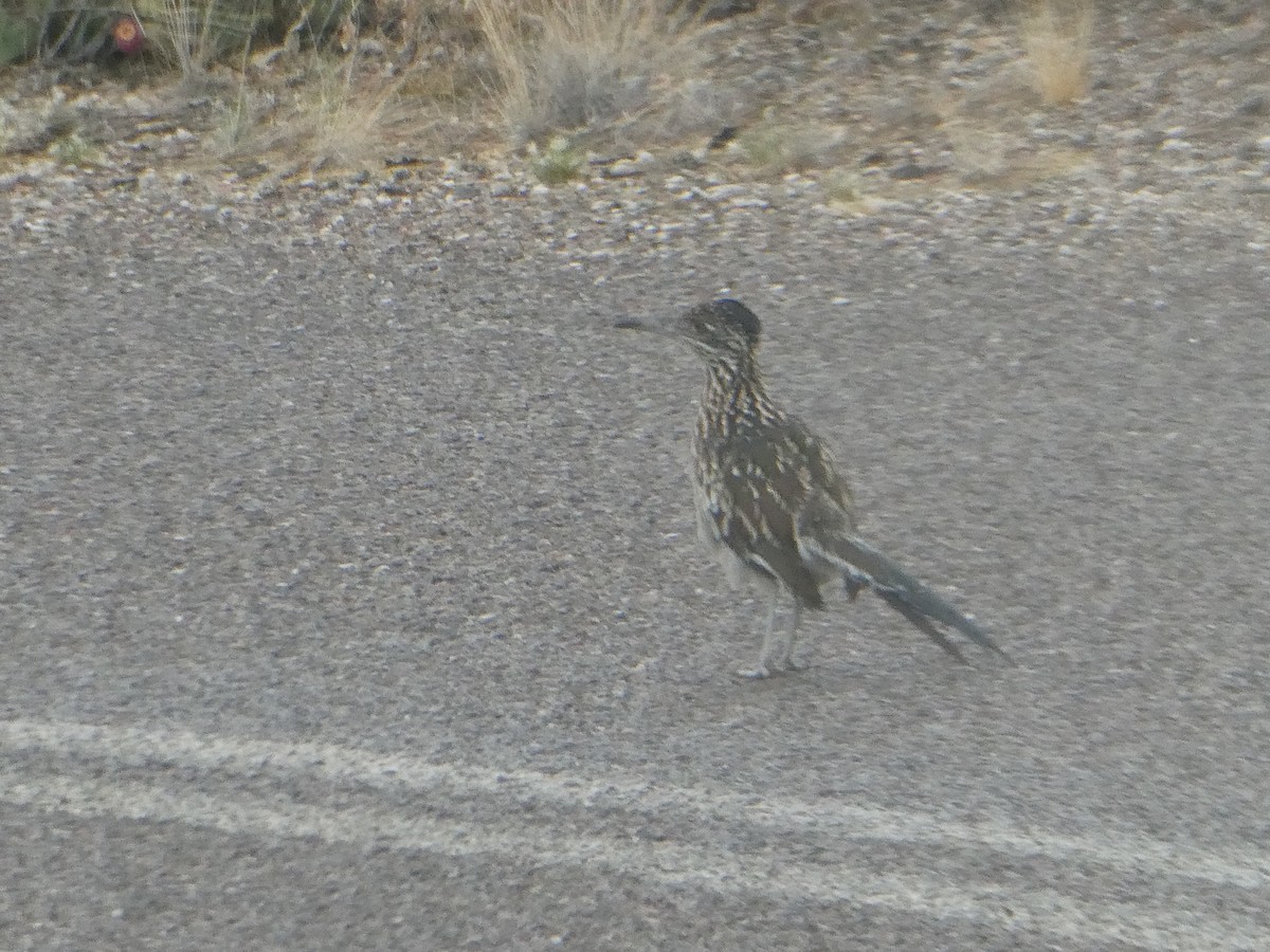 Greater Roadrunner - ML622058540