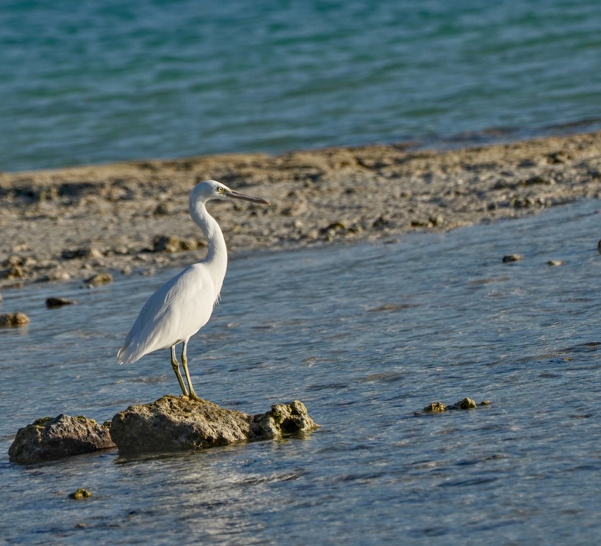 Aigrette sacrée - ML622058547