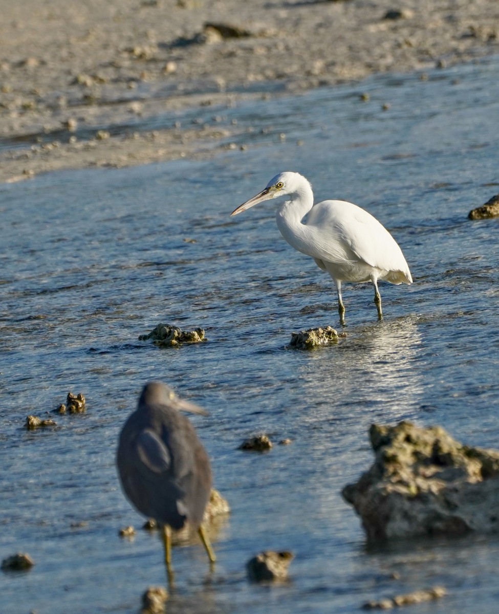 Aigrette sacrée - ML622058548