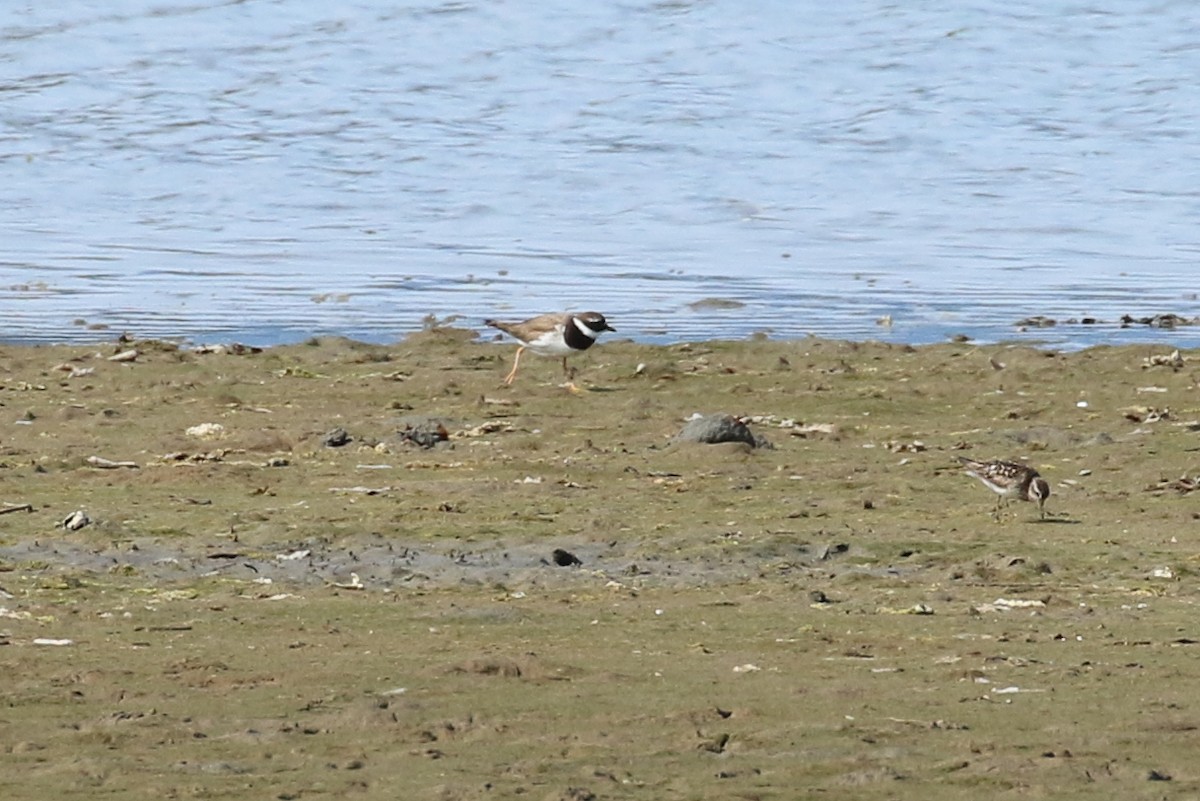 Txirritxo handia - ML622058550