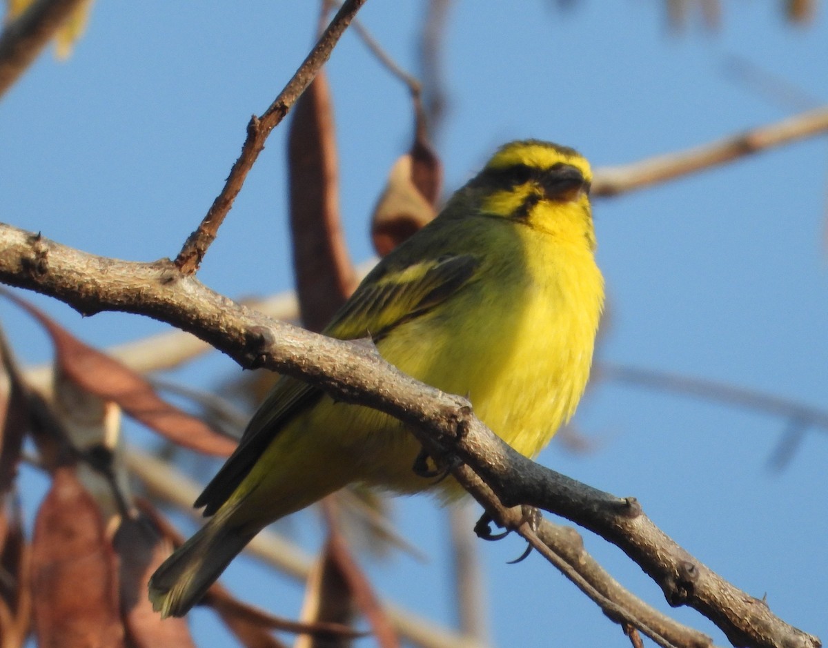 Serin du Mozambique - ML622058554