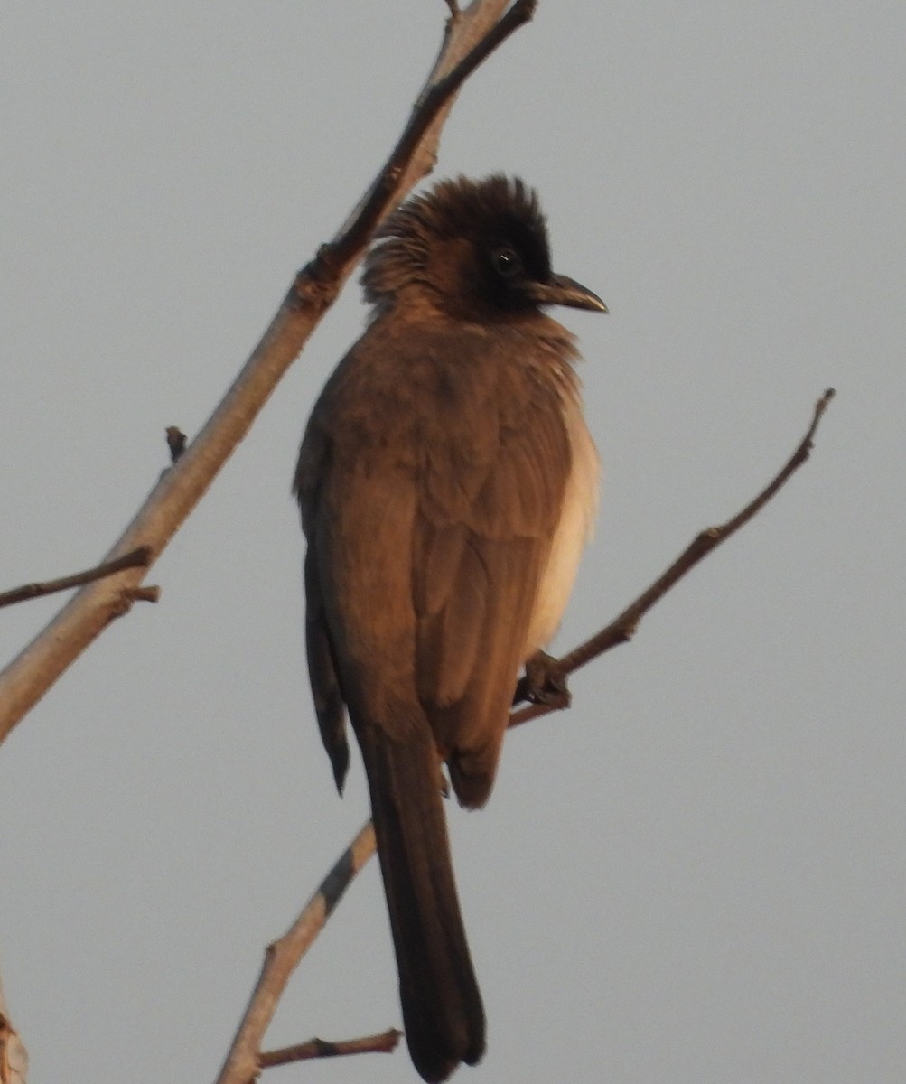 Bulbul des jardins - ML622058555