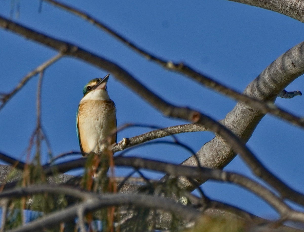 Sacred Kingfisher - Ian Kerr