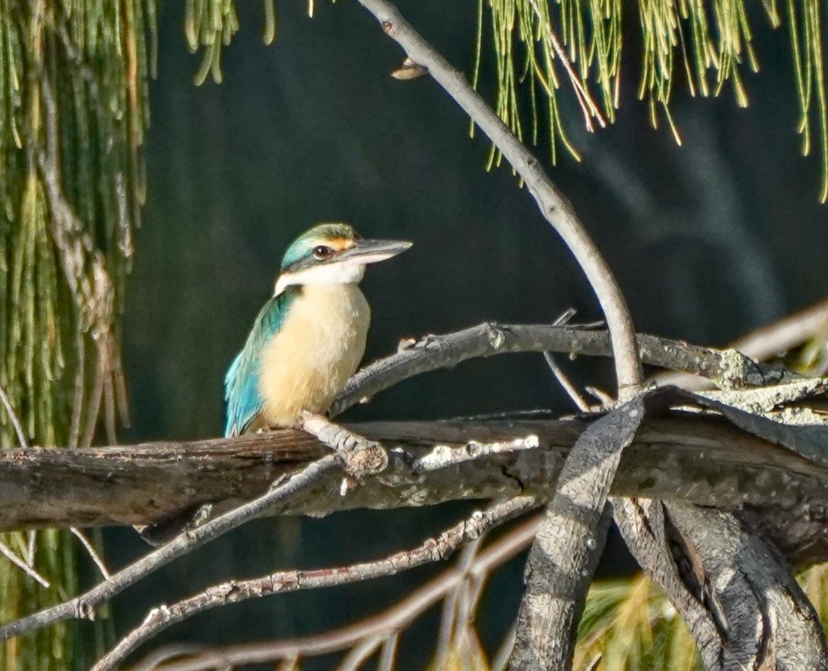 Sacred Kingfisher - Ian Kerr