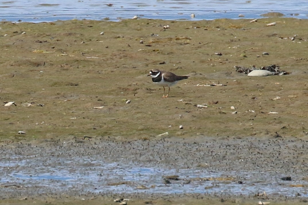 Txirritxo handia - ML622058570