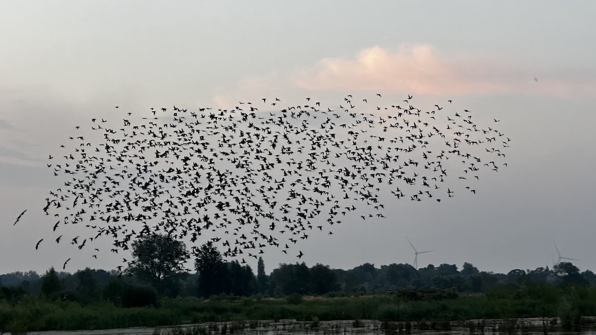 European Starling - ML622058573