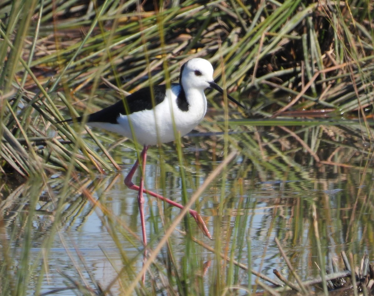 Pied Stilt - Stephan Megroz