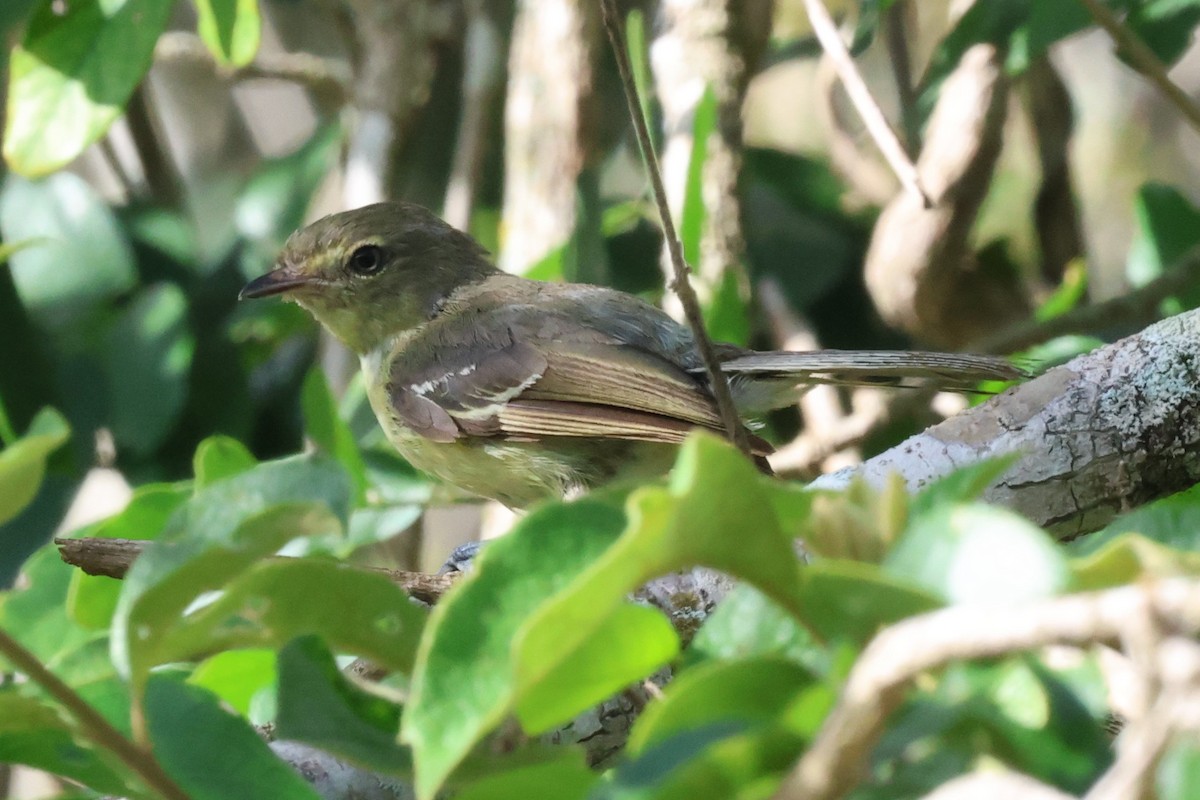 Flat-billed Vireo - ML622058620