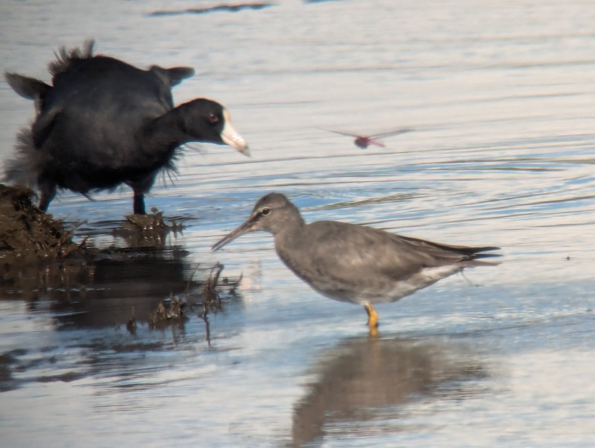 Wandering Tattler - ML622058675