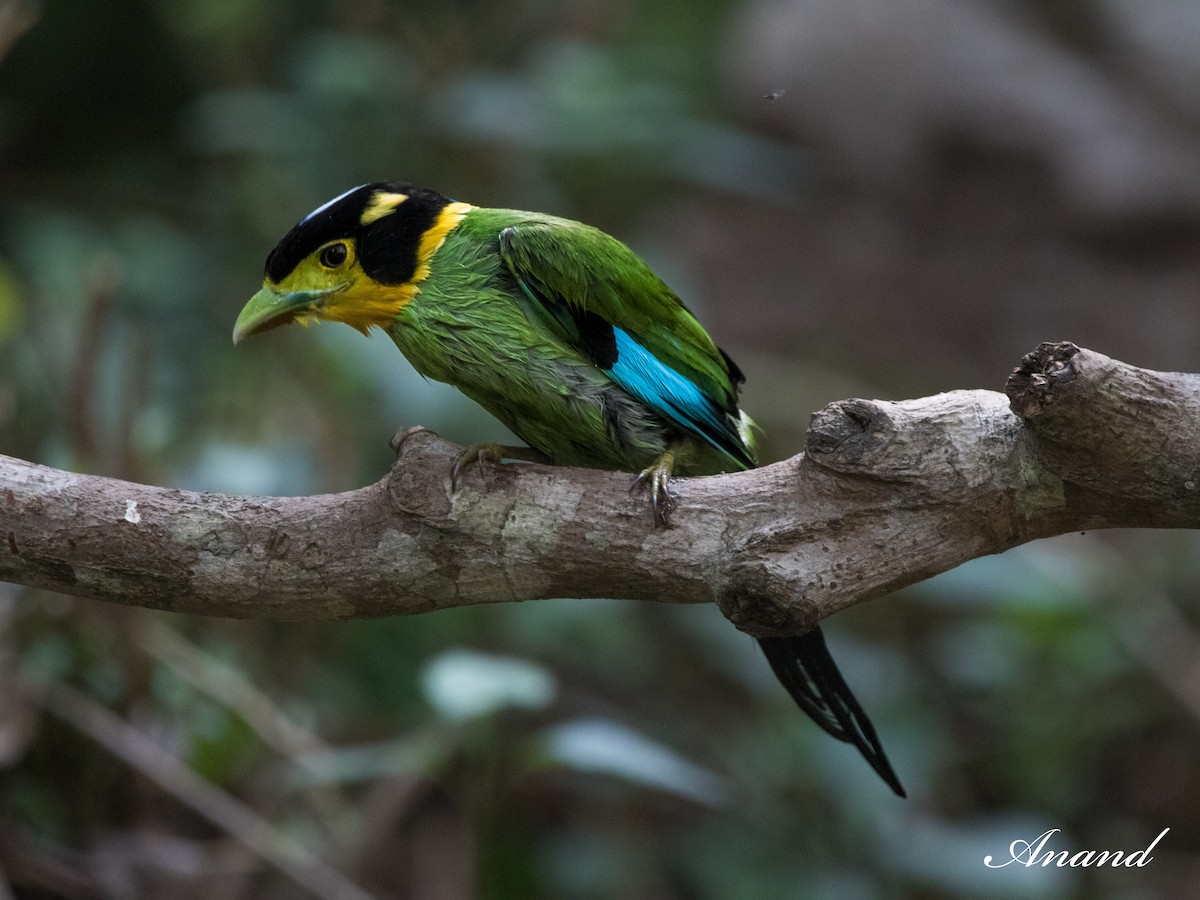 Long-tailed Broadbill - ML622058679