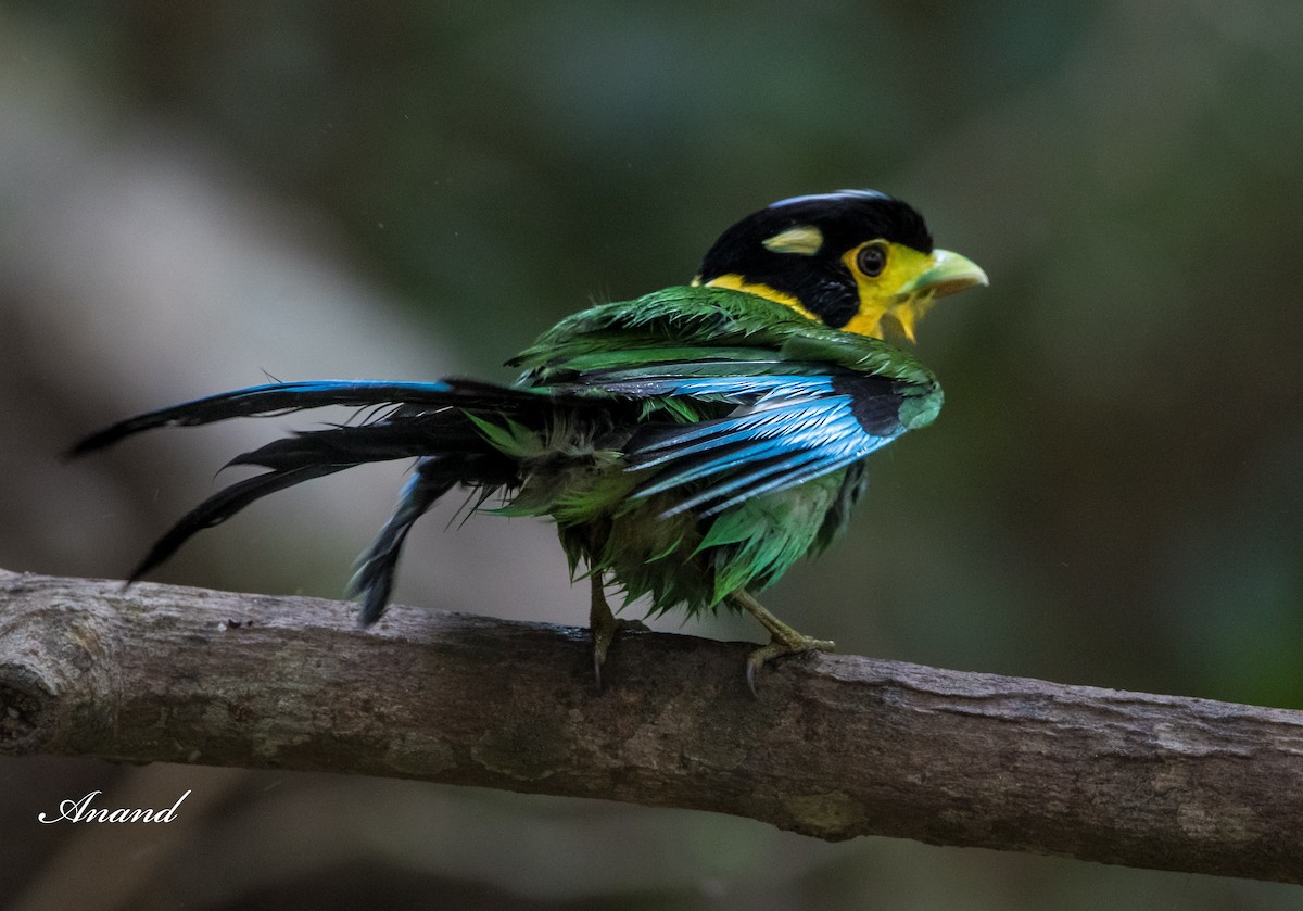 Long-tailed Broadbill - ML622058685