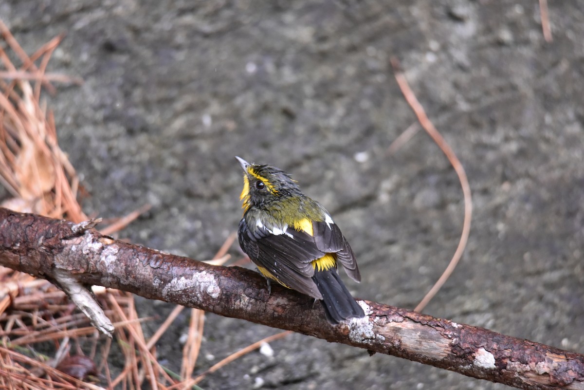 Narcissus/Ryukyu Flycatcher - ML622058749