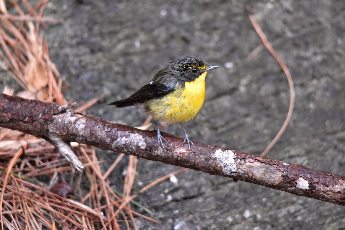 Narcissus/Ryukyu Flycatcher - ML622058750