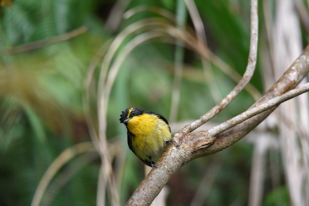 Narcissus/Ryukyu Flycatcher - ML622058751