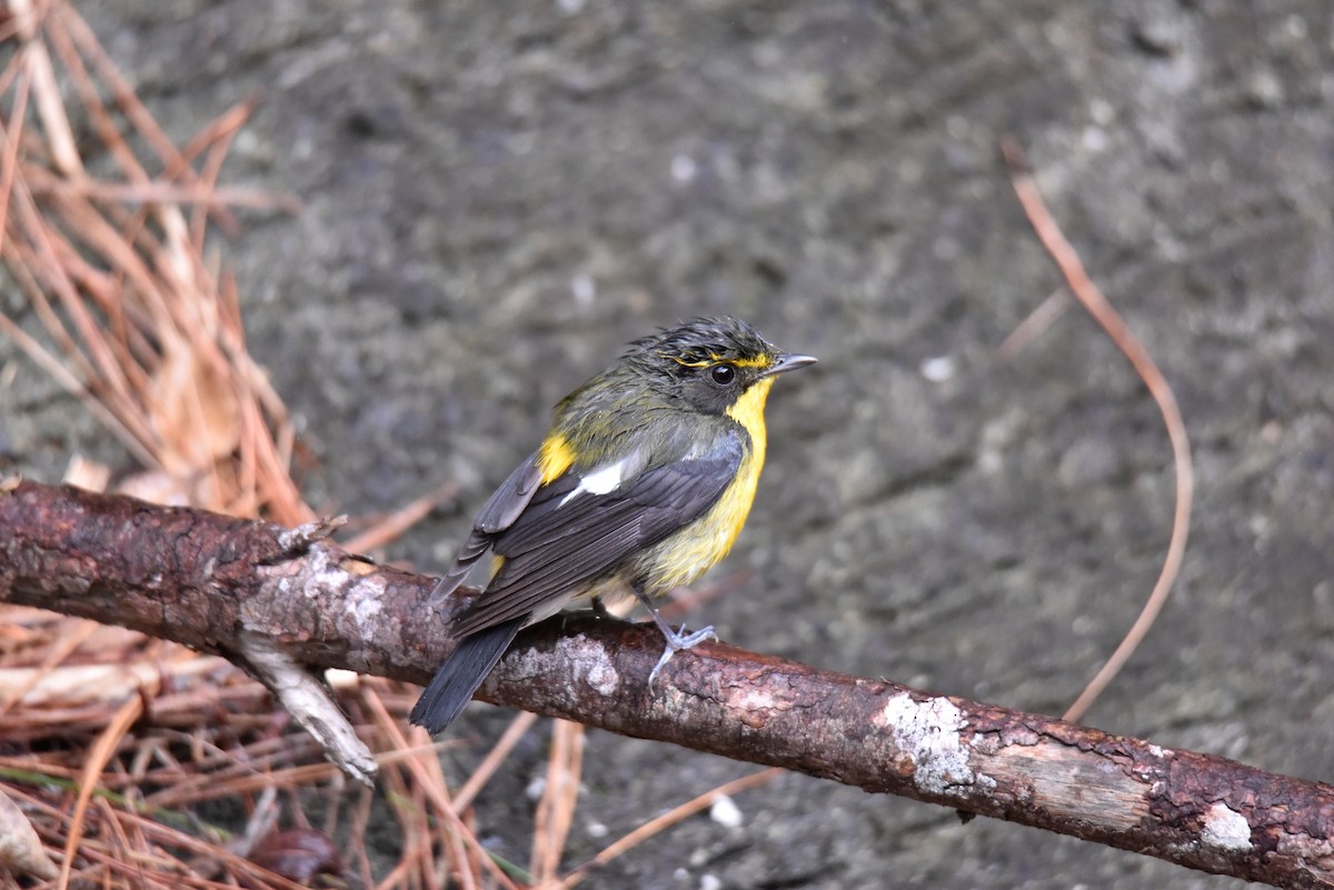 Narcissus/Ryukyu Flycatcher - ML622058752