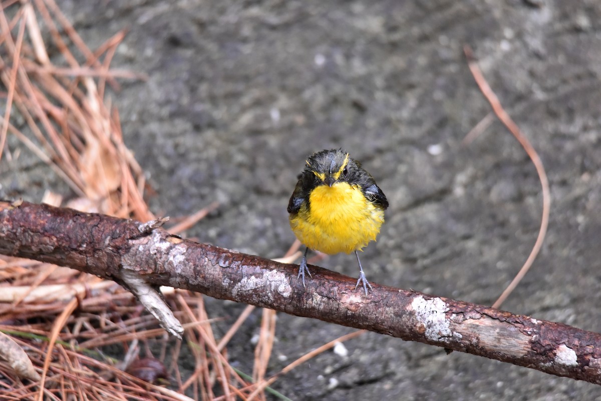 Narcissus/Ryukyu Flycatcher - ML622058753