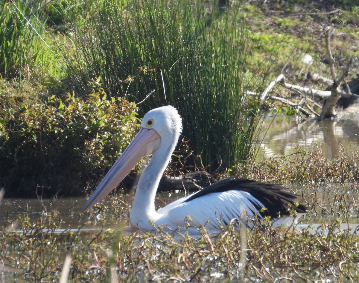 Australian Pelican - Stephan Megroz