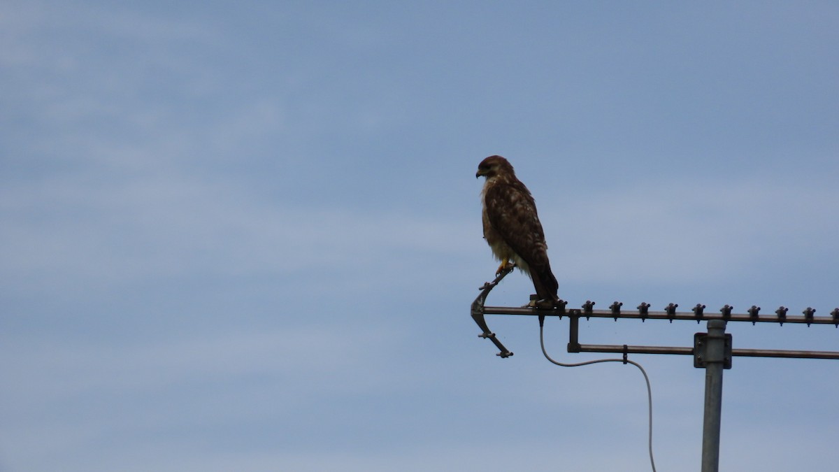 Eastern Buzzard - ML622058758