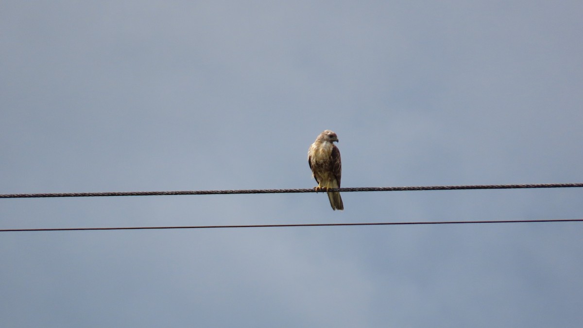 Eastern Buzzard - ML622058759