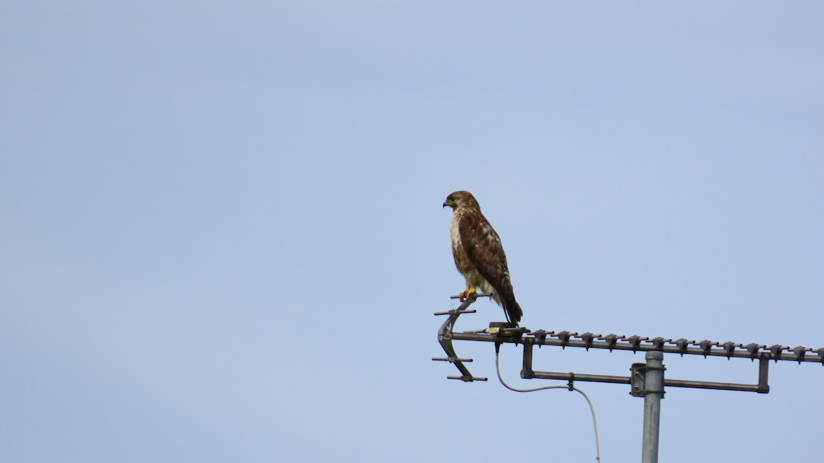 Eastern Buzzard - ML622058760