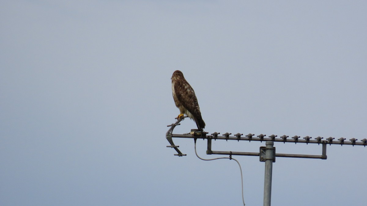 Eastern Buzzard - ML622058761