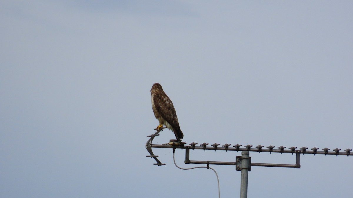 Eastern Buzzard - ML622058762