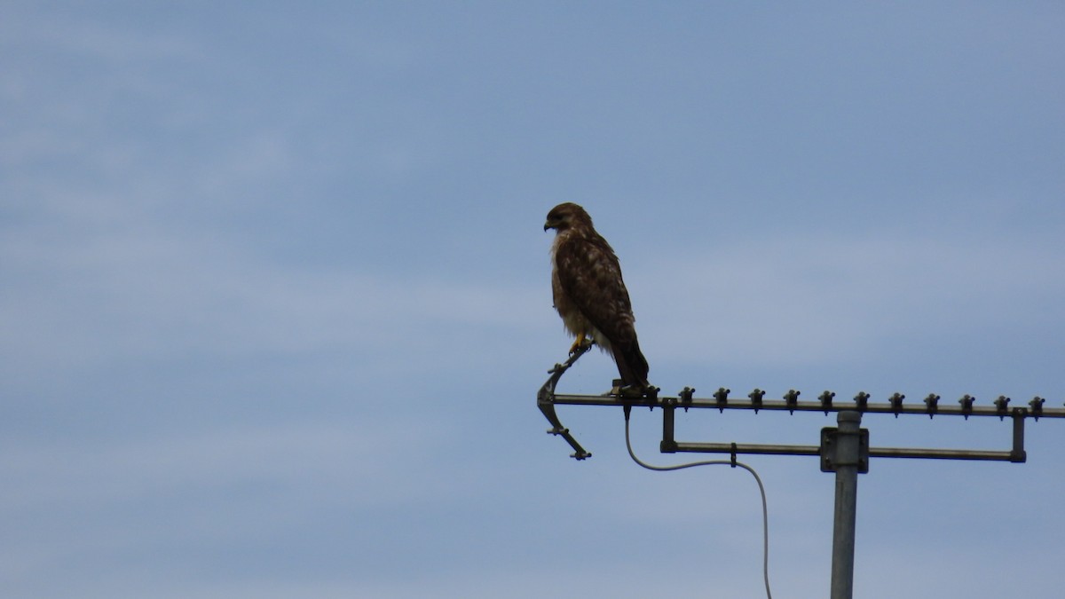 Eastern Buzzard - ML622058763