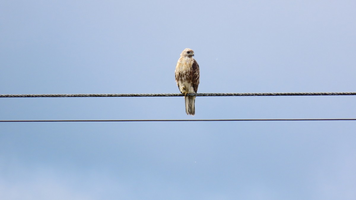 Eastern Buzzard - ML622058764