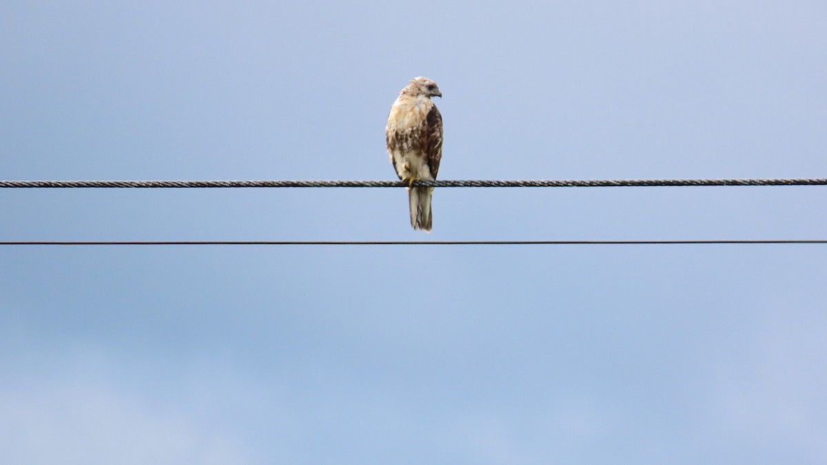 Eastern Buzzard - ML622058765