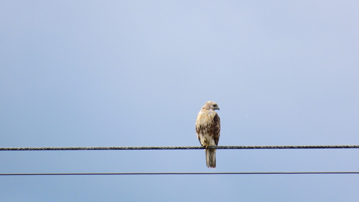 Eastern Buzzard - ML622058766