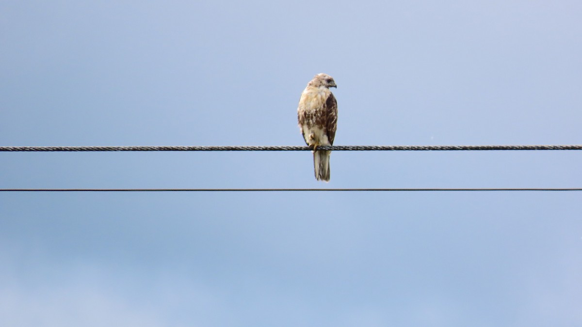 Eastern Buzzard - ML622058767