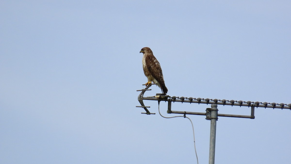 Eastern Buzzard - ML622058768