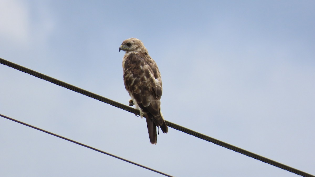 Eastern Buzzard - ML622058769