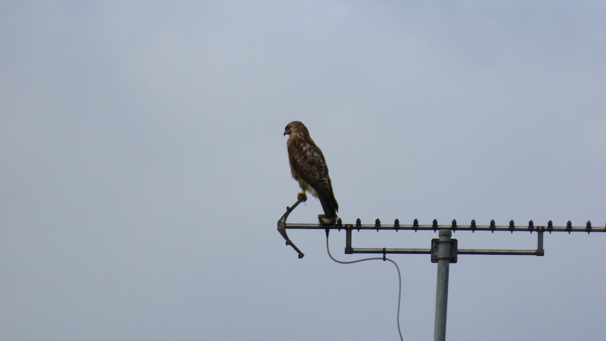 Eastern Buzzard - ML622058770