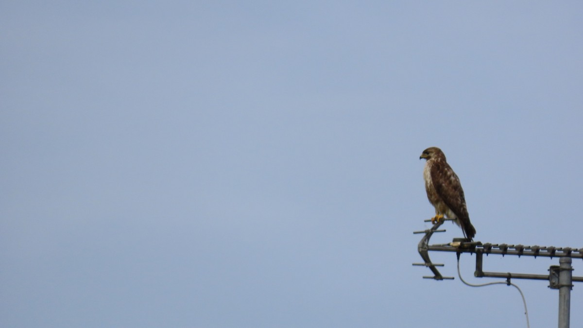 Eastern Buzzard - ML622058771