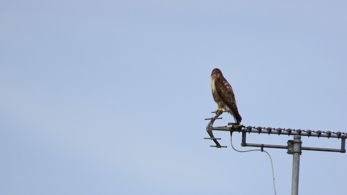 Eastern Buzzard - ML622058772