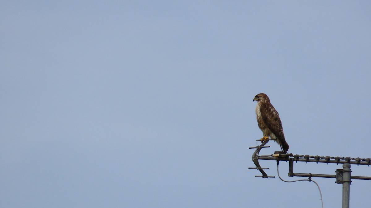 Eastern Buzzard - ML622058773